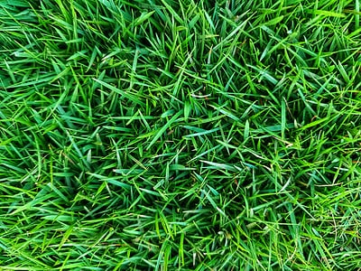 A 6 Grass Types That Thrive in South Carolina Yards