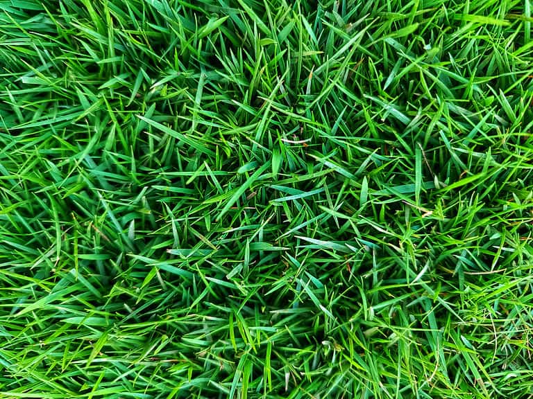 Zoysia grass