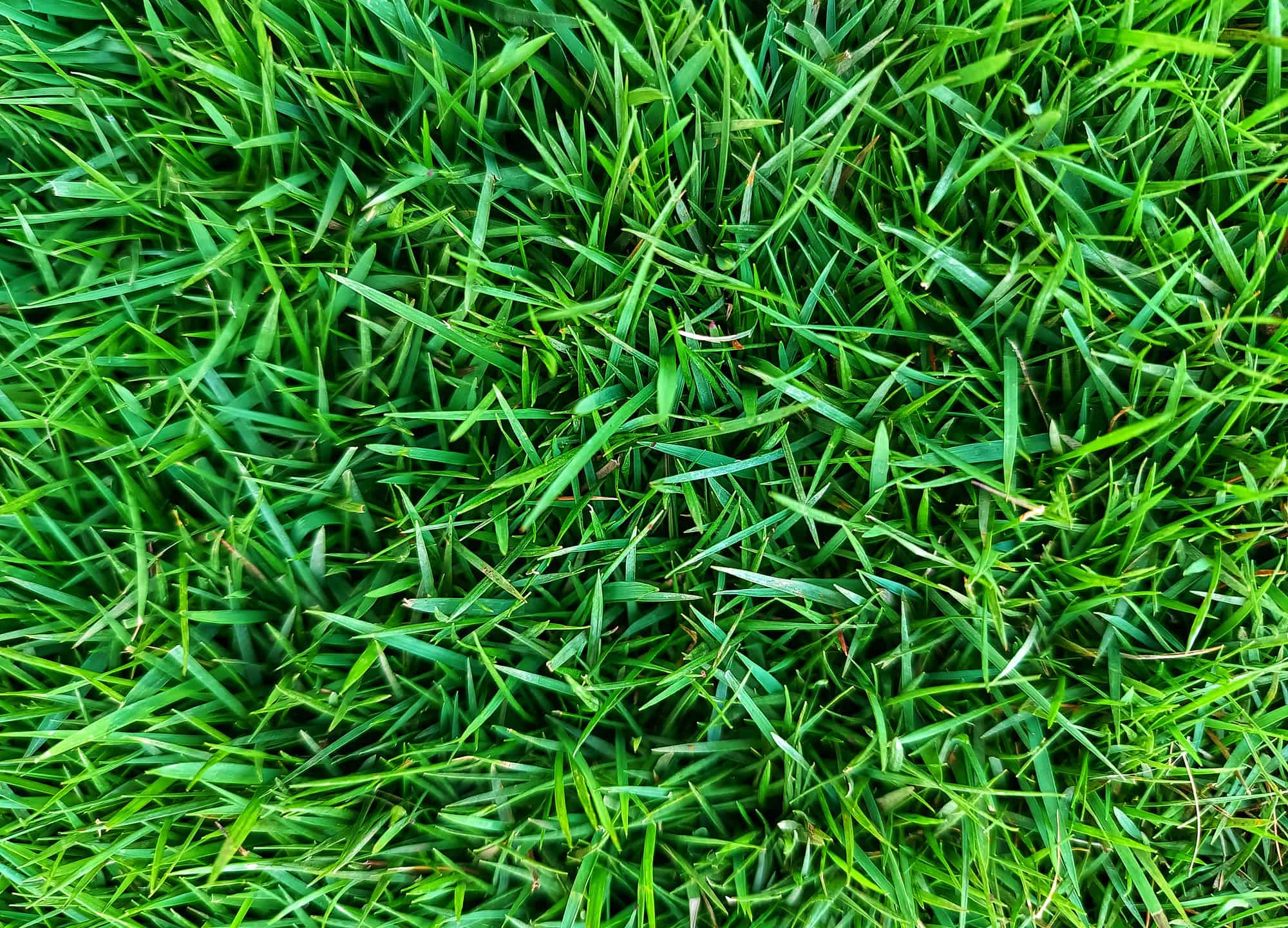 Zoysia grass