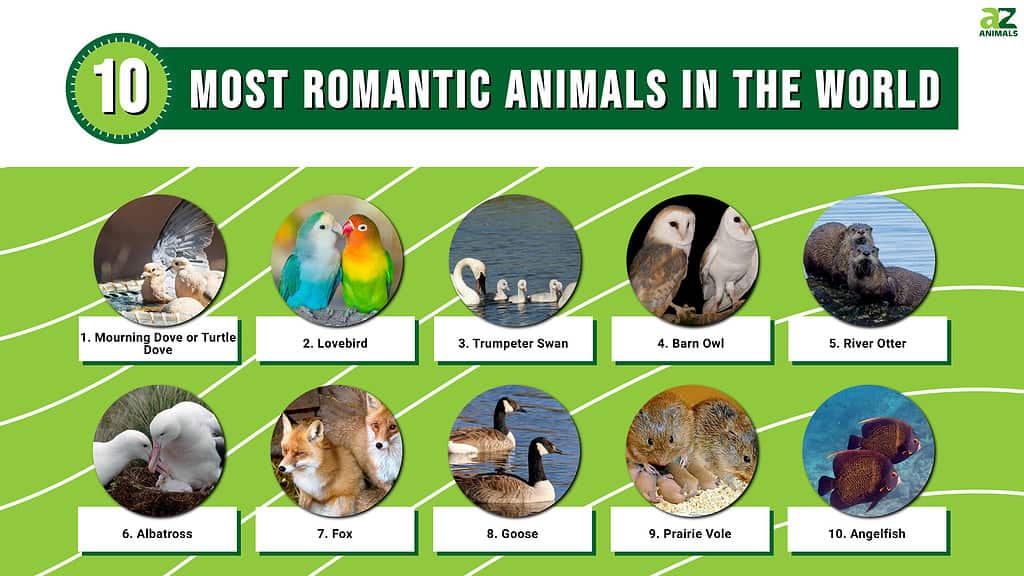 Top 10 Most Romantic Animals In The World AZ Animals