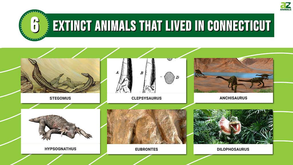 Infographic showing six extinct animals that once lived in Connecticut.