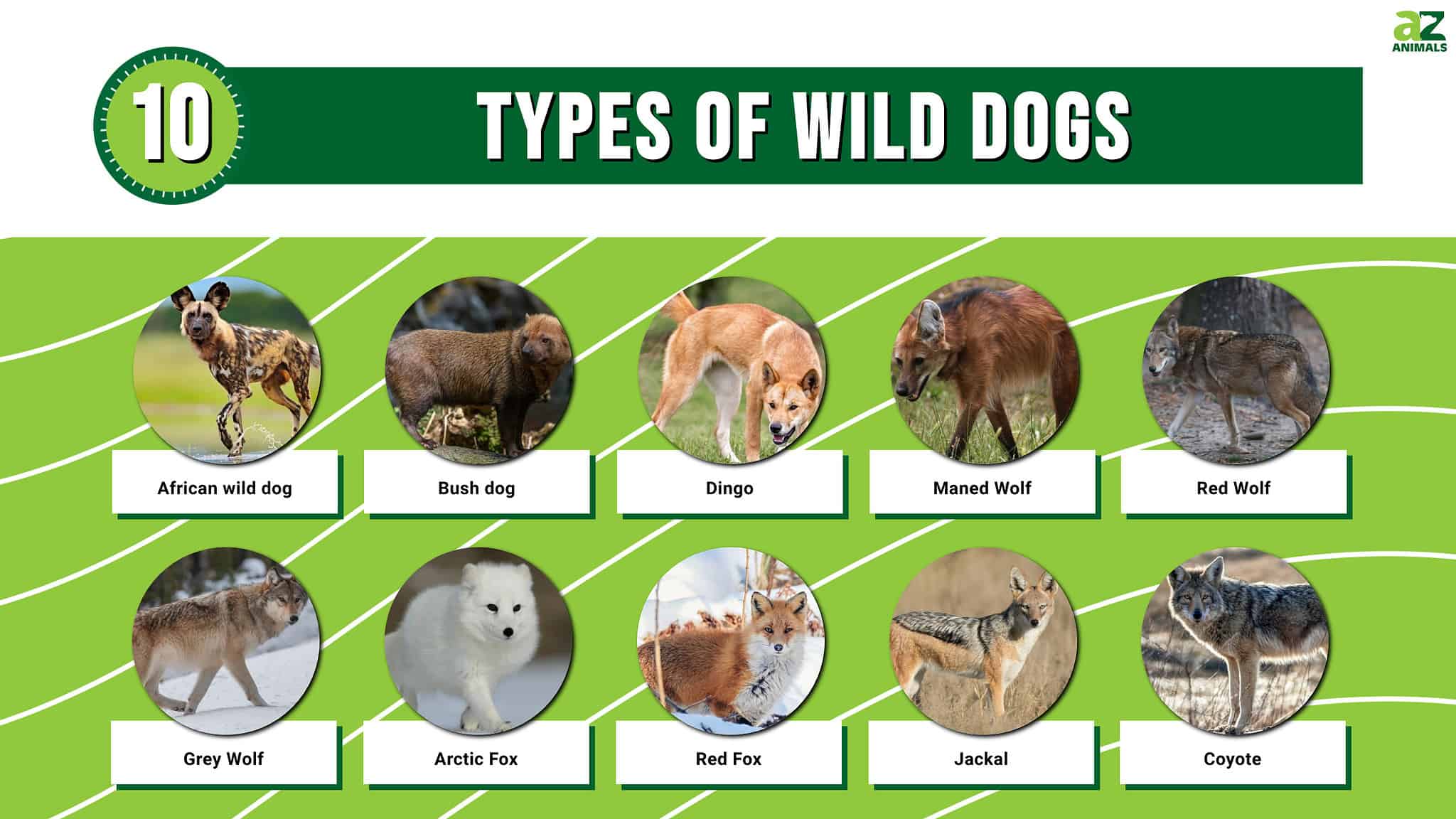 10 Types Of Wild Dogs - A-Z Animals