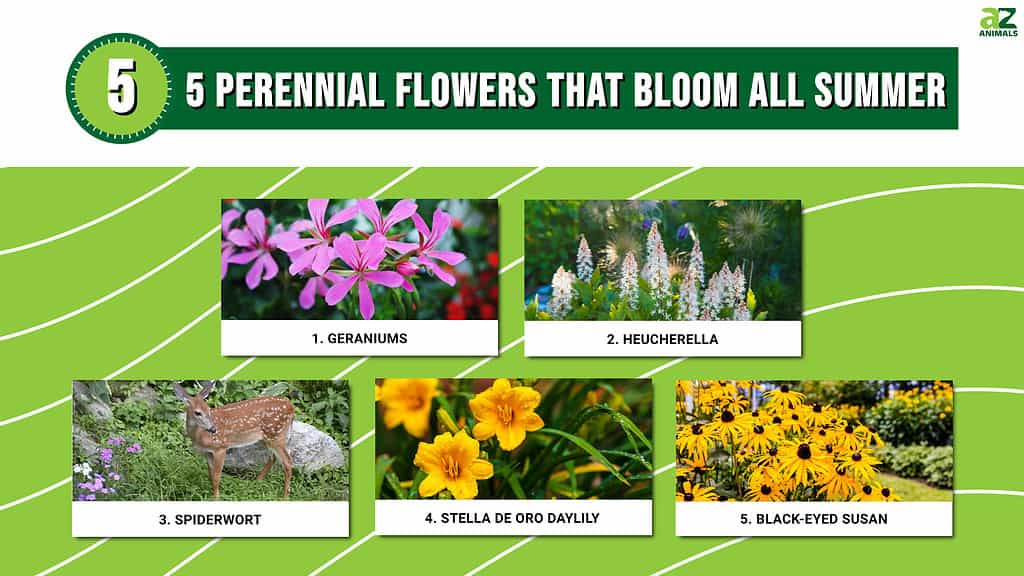 5 Plants That Flower Throughout The Year