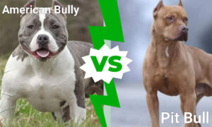American Bully vs. Pit Bull: 7 Key Differences photo