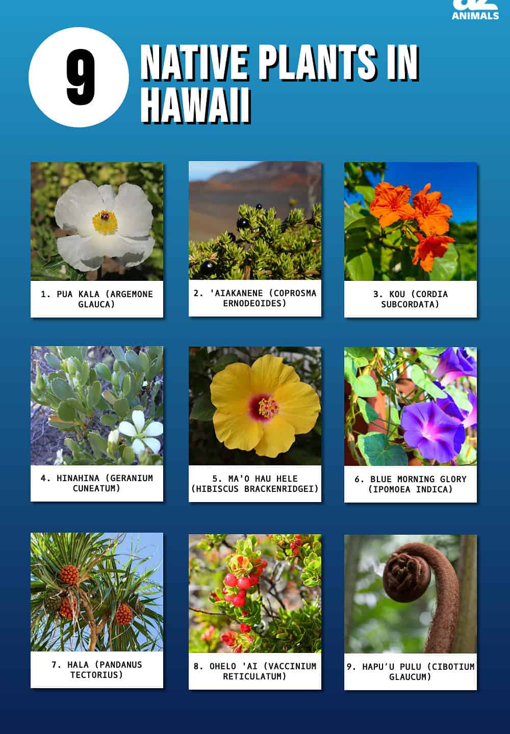 Hawaiian Flowers Names And Pictures 2 - Home Alqu