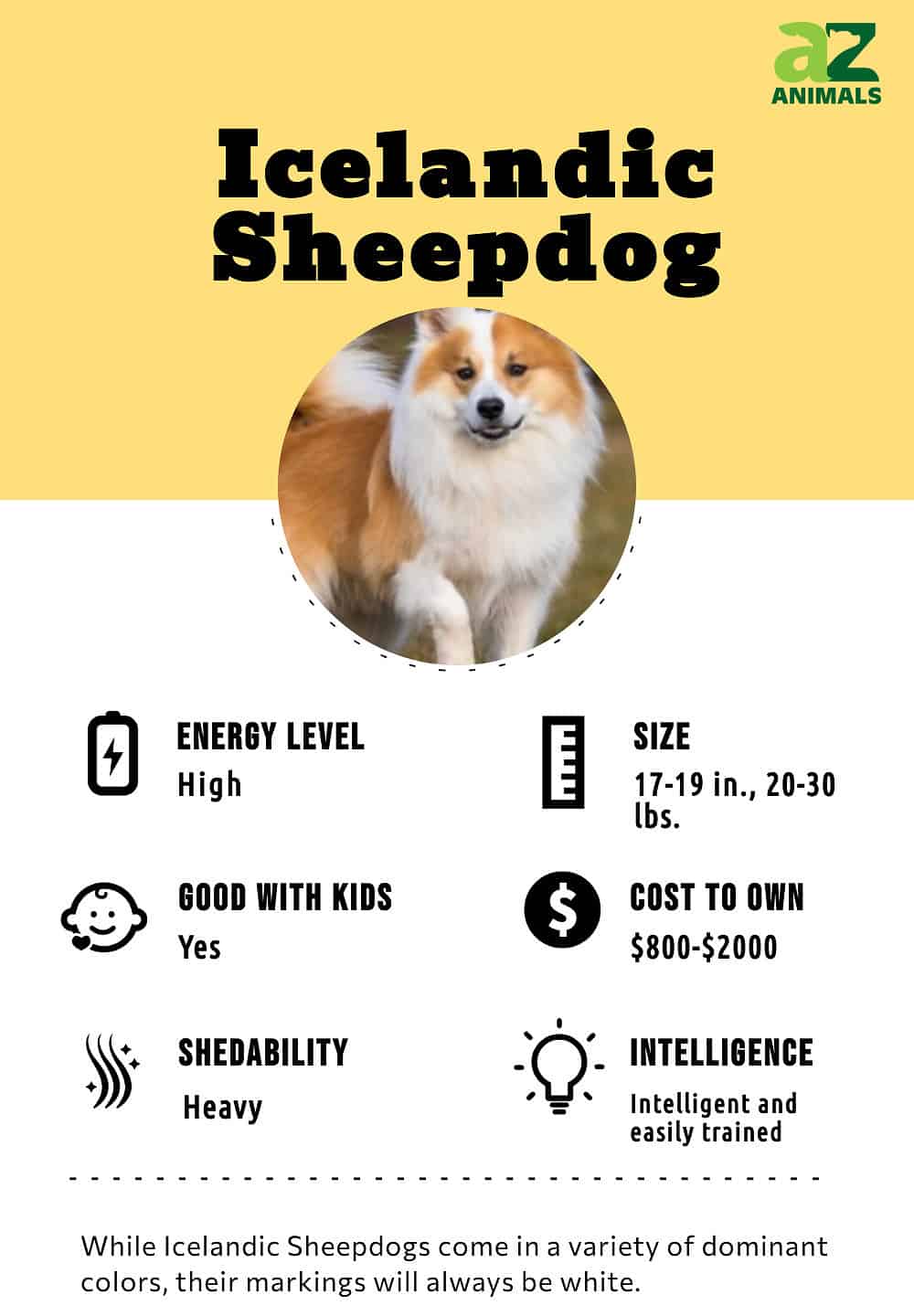 Facts about hot sale sheep dogs