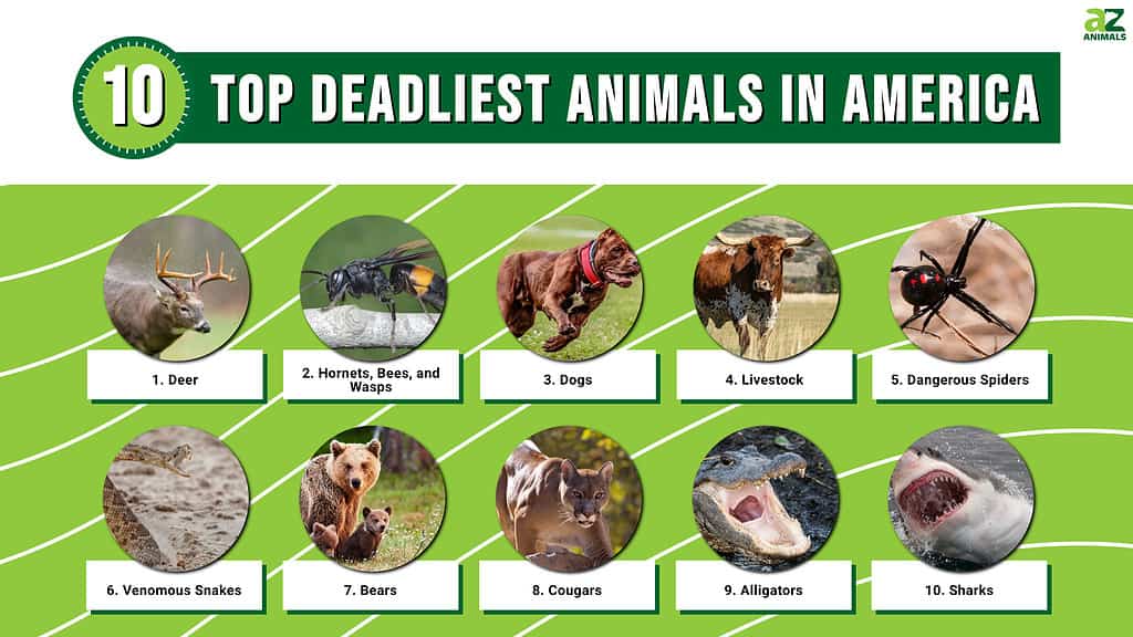 top five most deadly animals