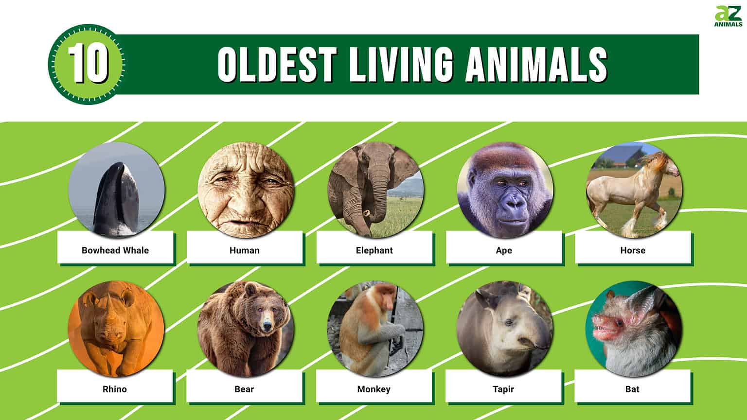 The 10 Oldest Living Mammals - A-Z Animals