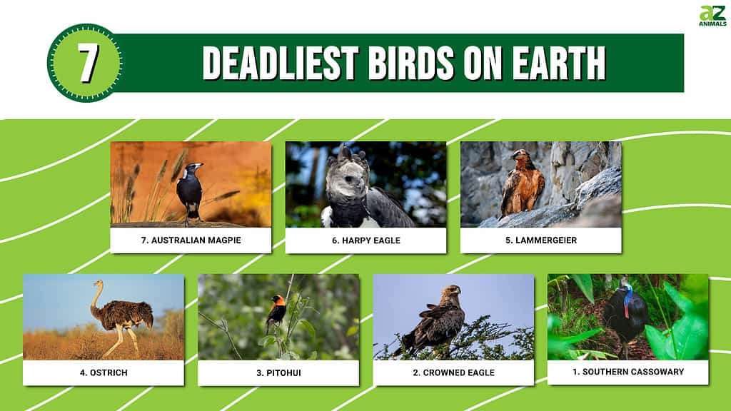 Infographic of the 7 Deadliest Birds on Earth