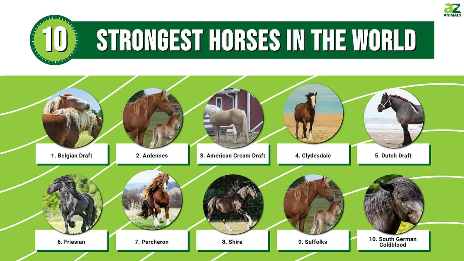 10 Strongest Horses in the World AZ Animals