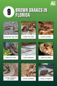 9 Brown Snakes In Florida - A-Z Animals