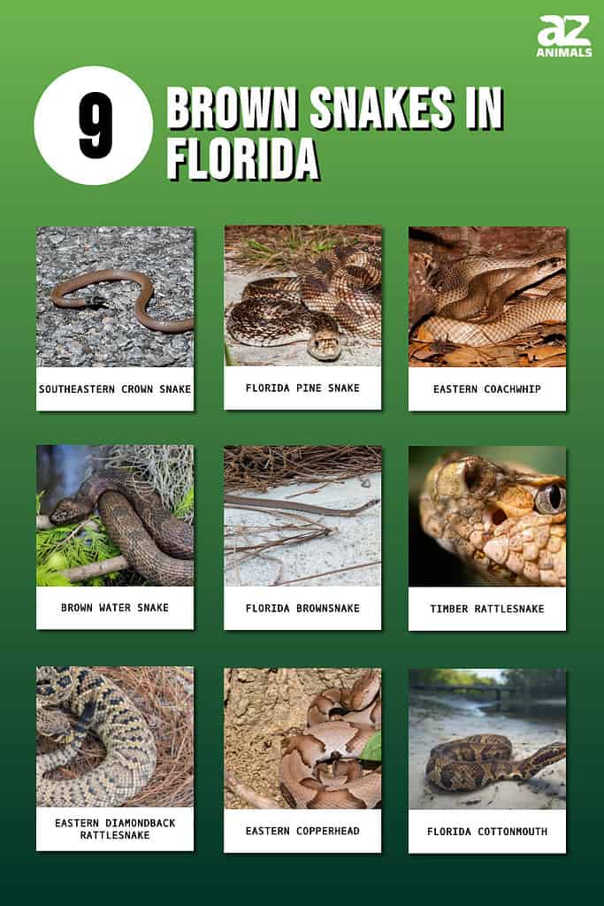 Infographic showing nine brown snakes that live in Florida.