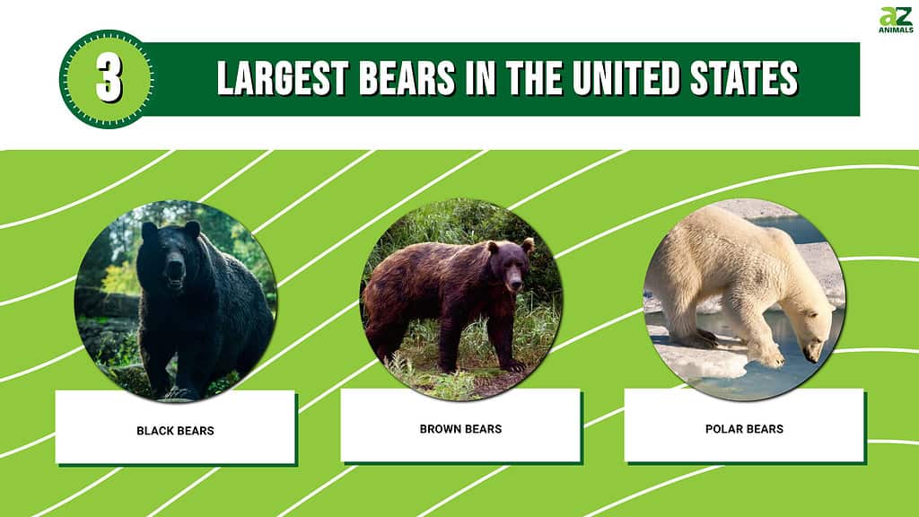Largest bears in the United States