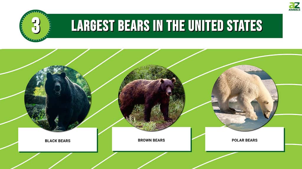 The 3 Largest Bears in the United States Are Massive Forces of Nature