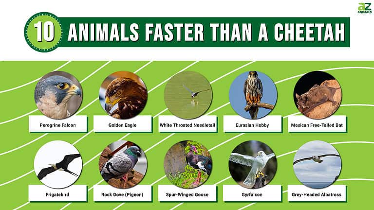 10 Amazing Animals Faster Than A Cheetah - A-Z Animals