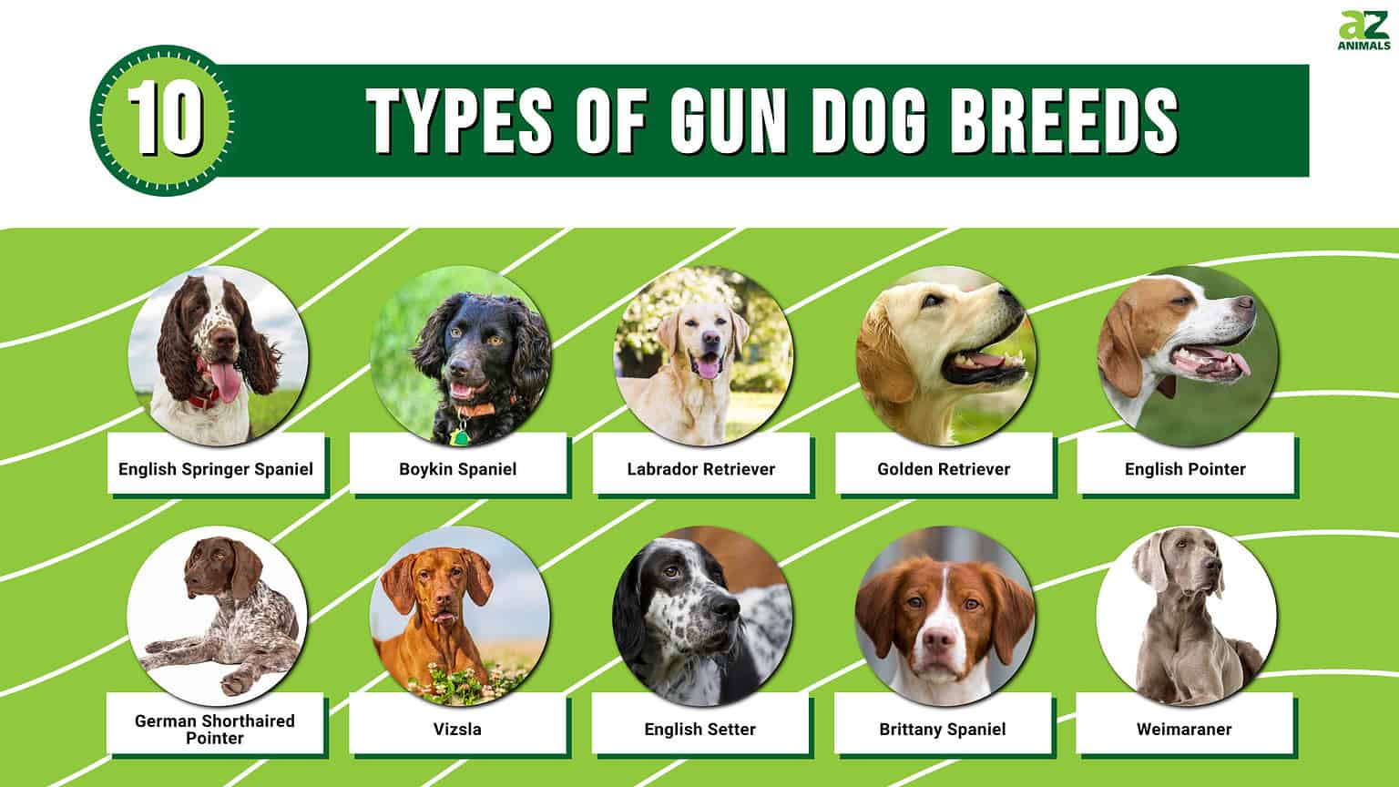 10 Types of Gun Dog Breeds - A-Z Animals