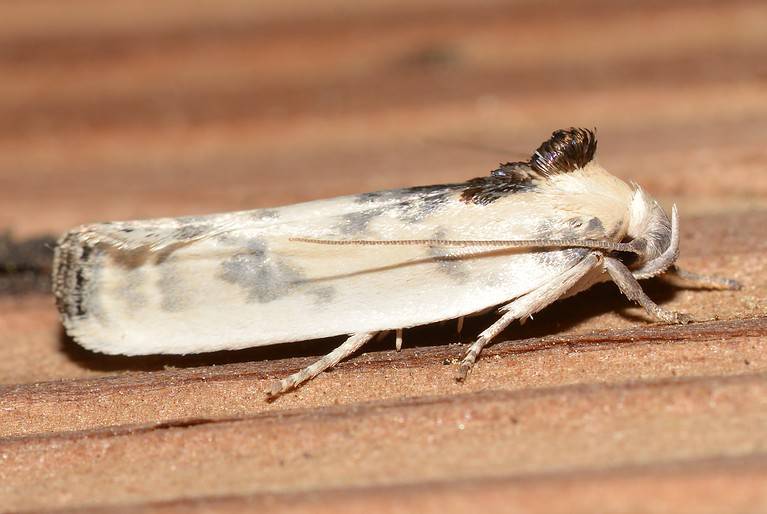 Antaeotricha schlaegeri – Schlaeger's Fruitworm Moth