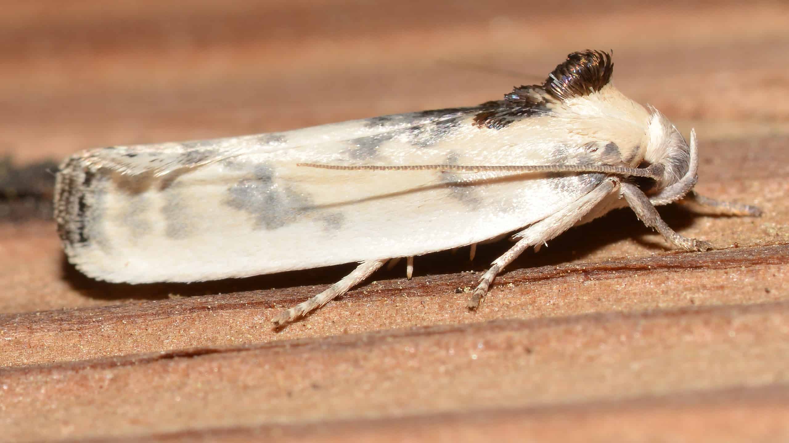 Antaeotricha schlaegeri – Schlaeger's Fruitworm Moth