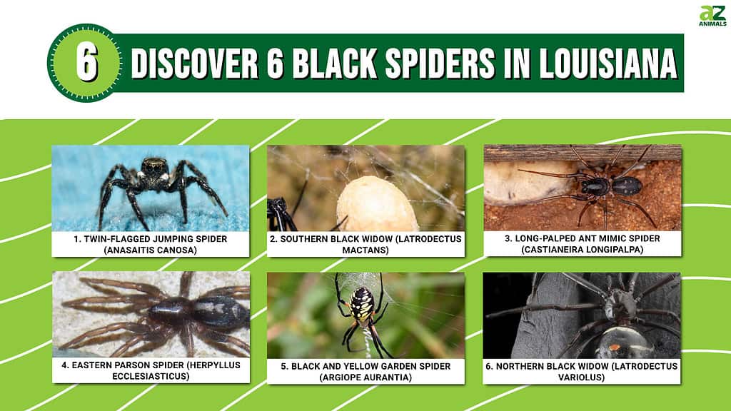 Discover 6 Black Spiders in Louisiana infographic