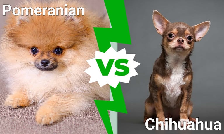 Pomeranian vs. Chihuahua