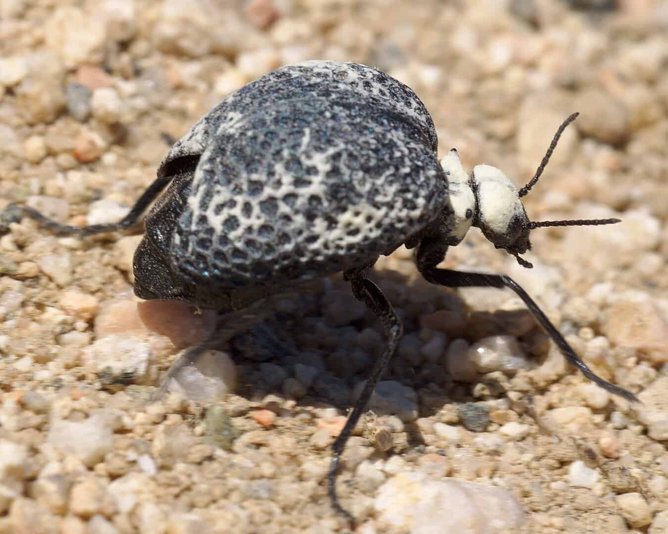 Black and White Beetle: What Could It Be? - A-Z Animals