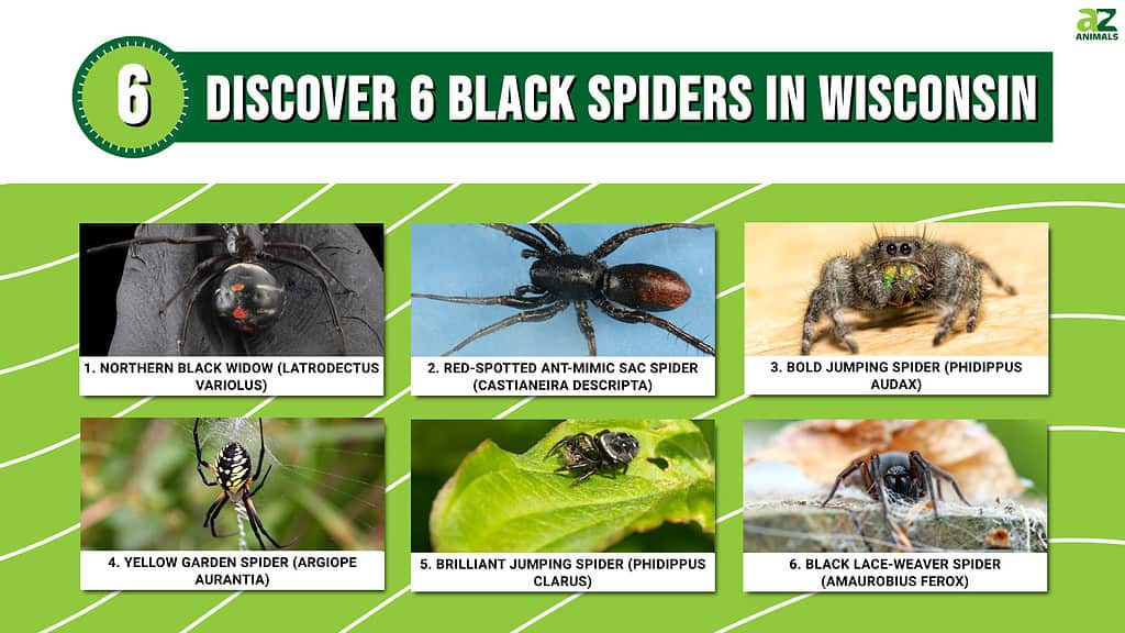 Discover 6 Black Spiders in Wisconsin infographic