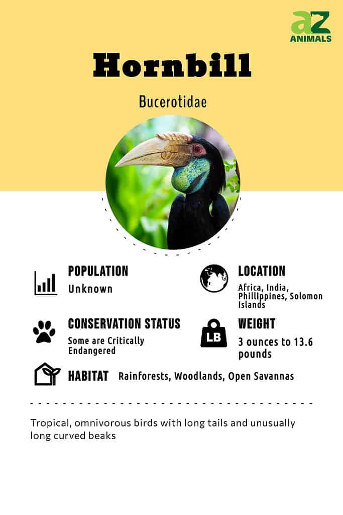 Hornbill infographic