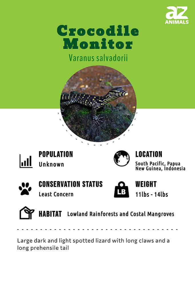 Infographic of the Crocodile Monitor with its