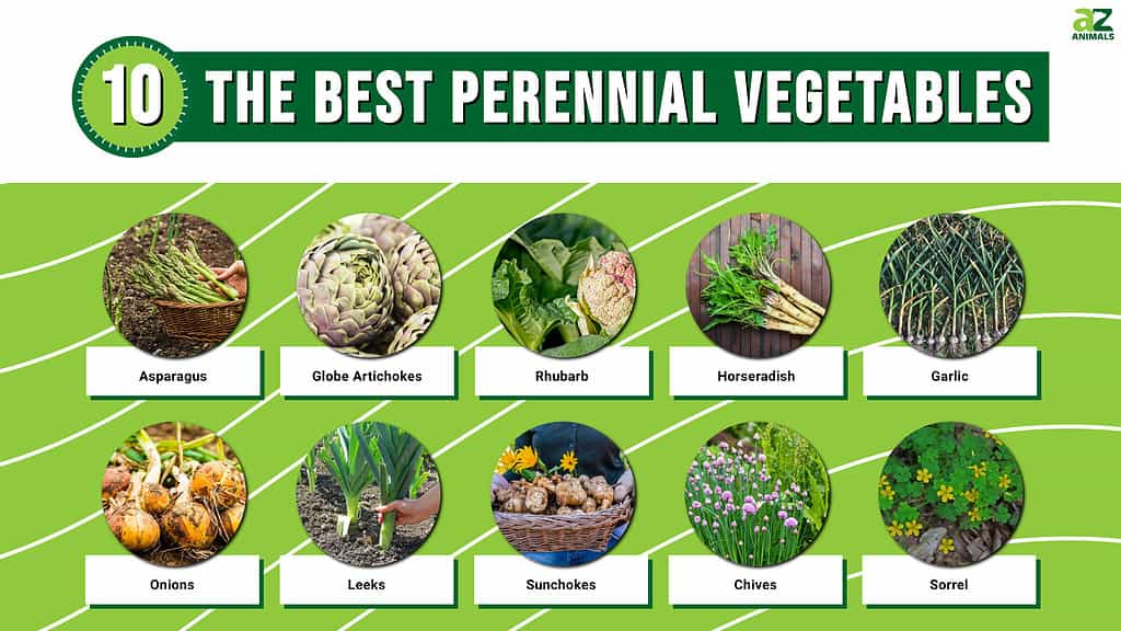 The 10 Best Perennial Vegetables That Come Back Every Year - A-Z Animals