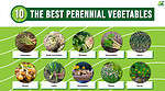 The 10 Best Perennial Vegetables That Come Back Every Year - A-Z Animals