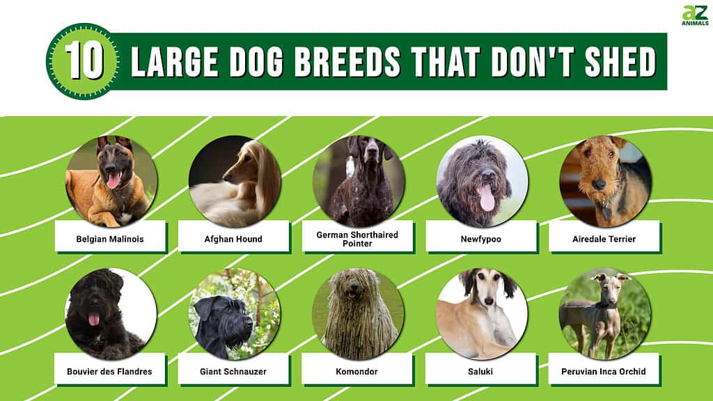 10 Giant Dog Breeds That Make Great Pets