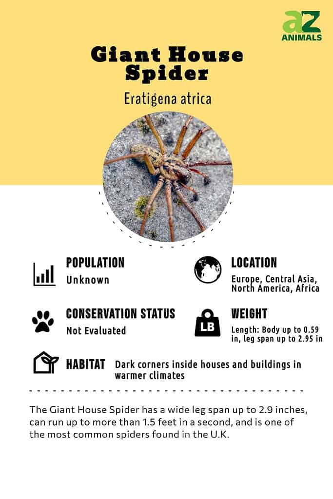 Giant house spider  The Wildlife Trusts