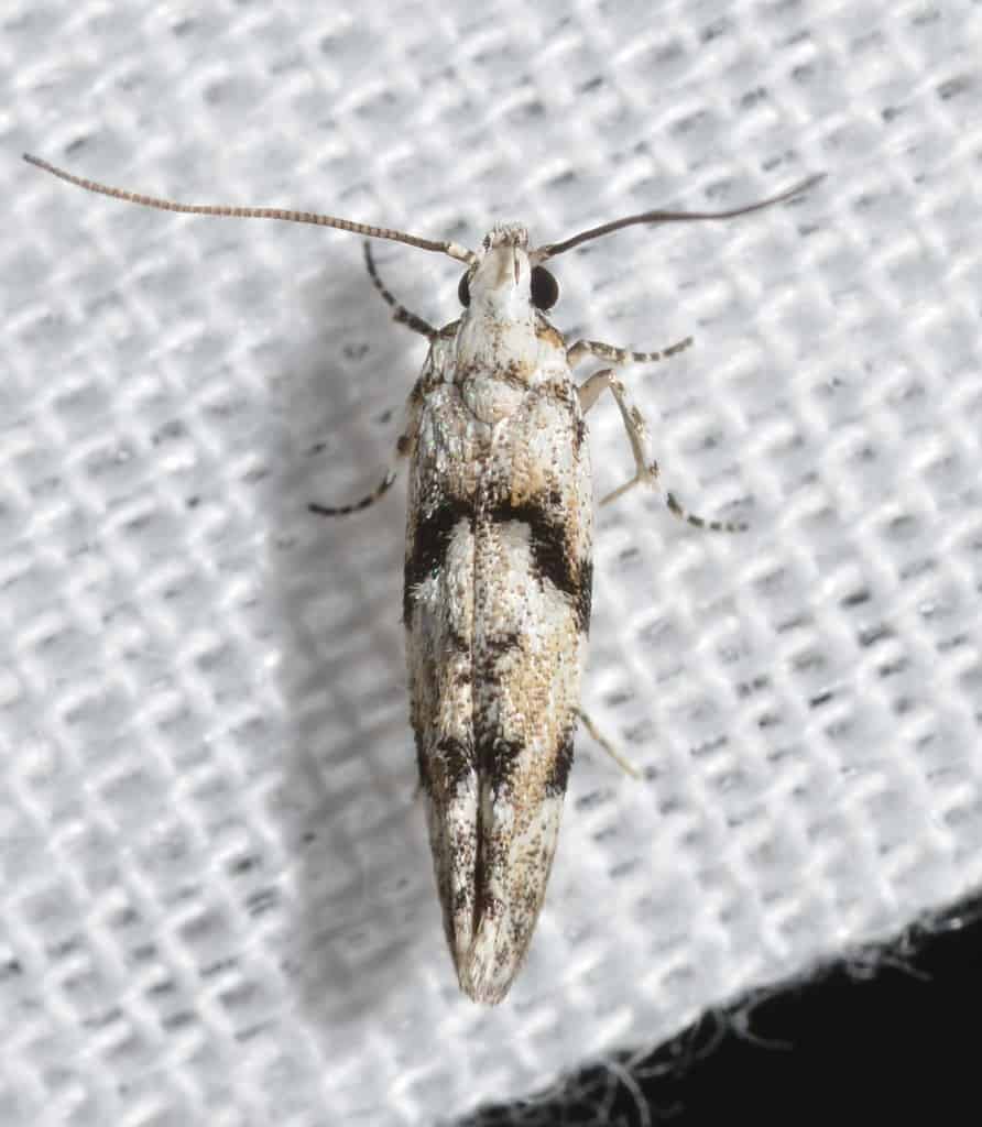 Arogalea cristifasciella – Stripe-backed Moth