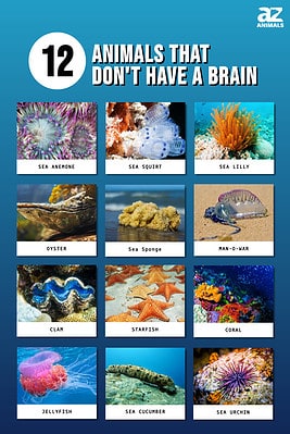 12 Animals That Don't Have a Brain and How The Heck They Survive! - A-Z