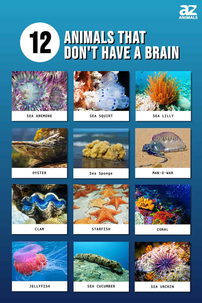 12 Animals That Don't Have a Brain and How The Heck They Survive! AZ