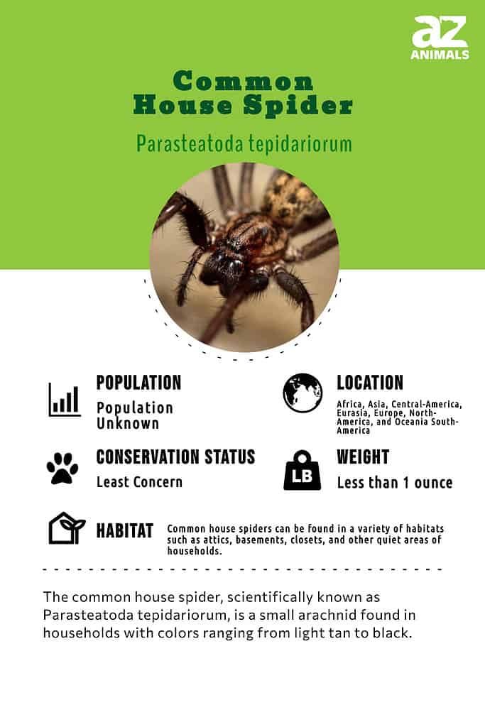 Male and Female Common House Spider - Parasteatoda tepidariorum 