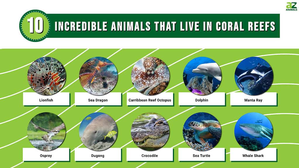 The Top 10 Incredible Animals That Live In Coral Reefs - A-Z Animals