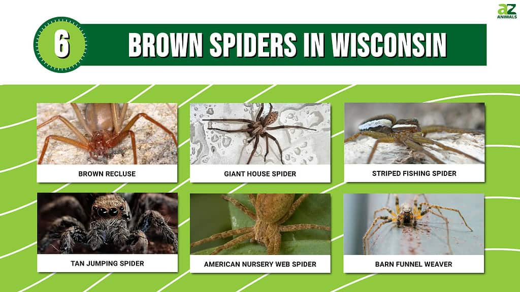 Most Common Types of House Spiders