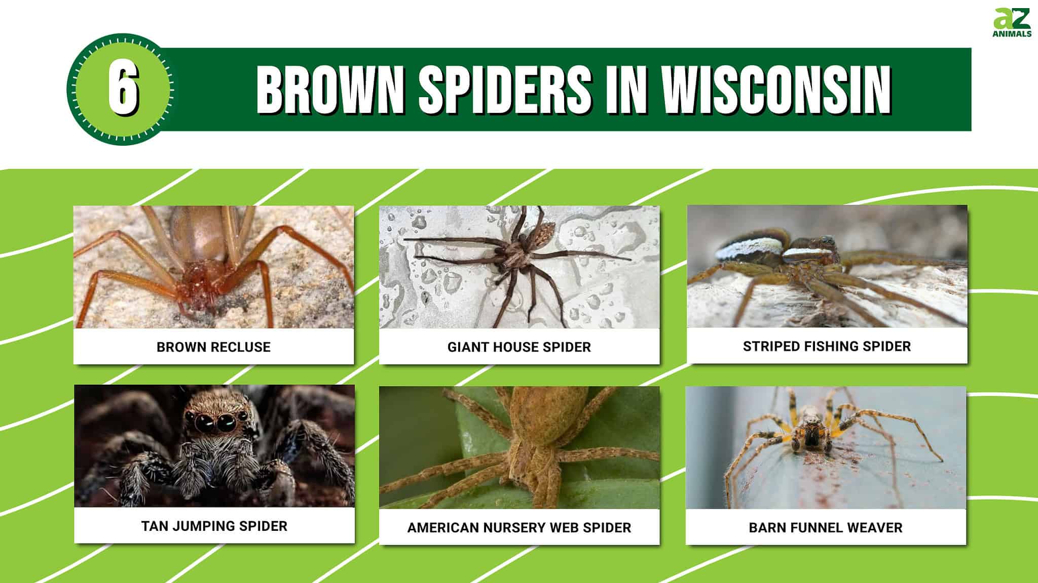 Discover 6 Brown Spiders in Wisconsin AZ Animals