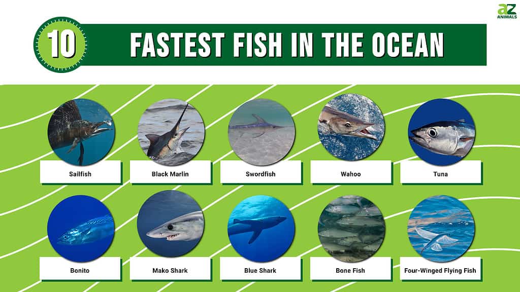 Infographic of the 10 Fastest Fish in the Ocean