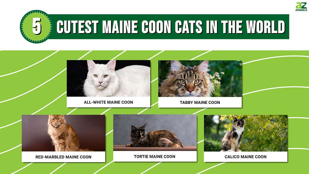 Infographic showing the five cutest types of Maine Coon in the world.