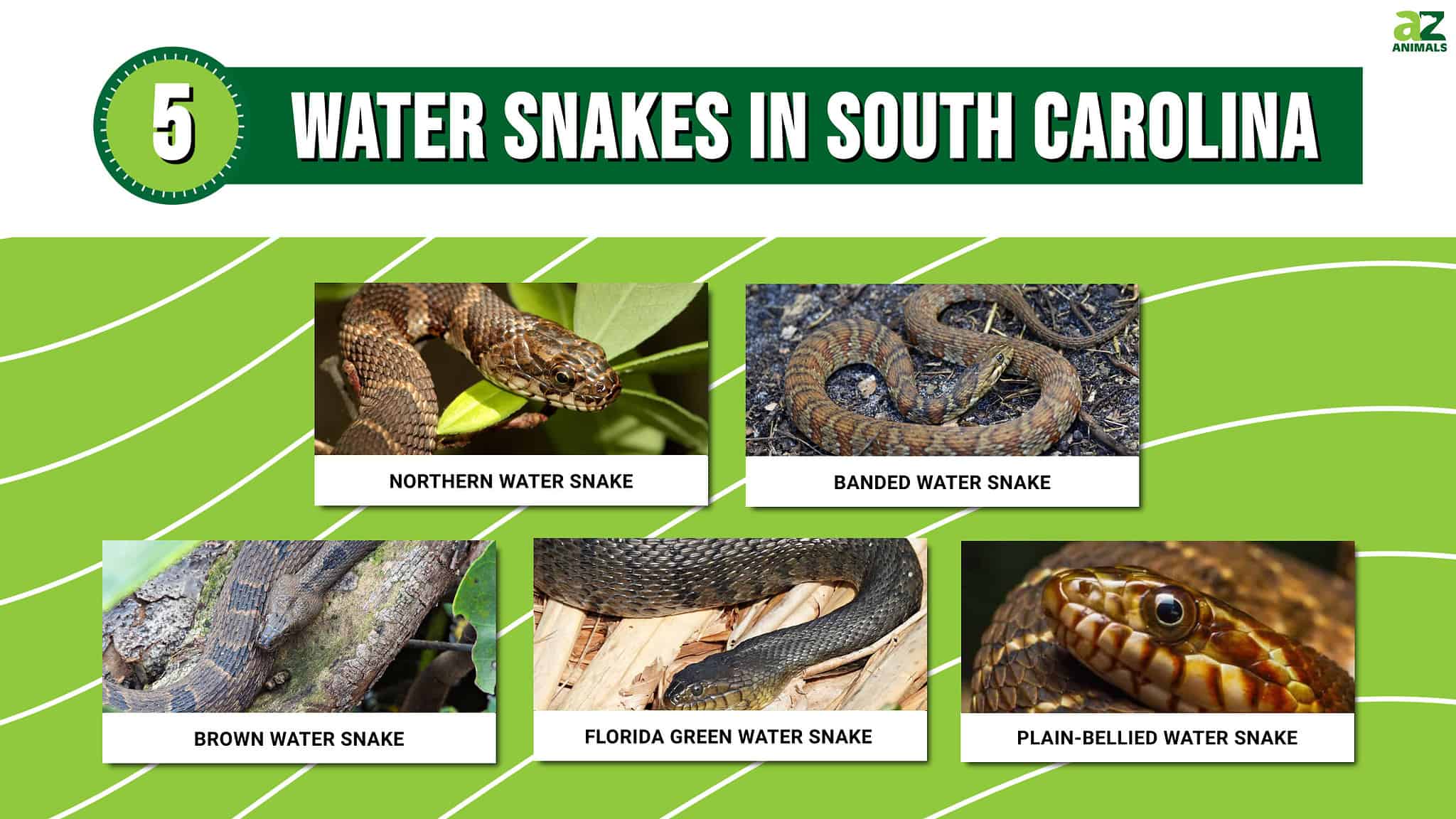 5 Water Snakes In South Carolina - A-Z Animals