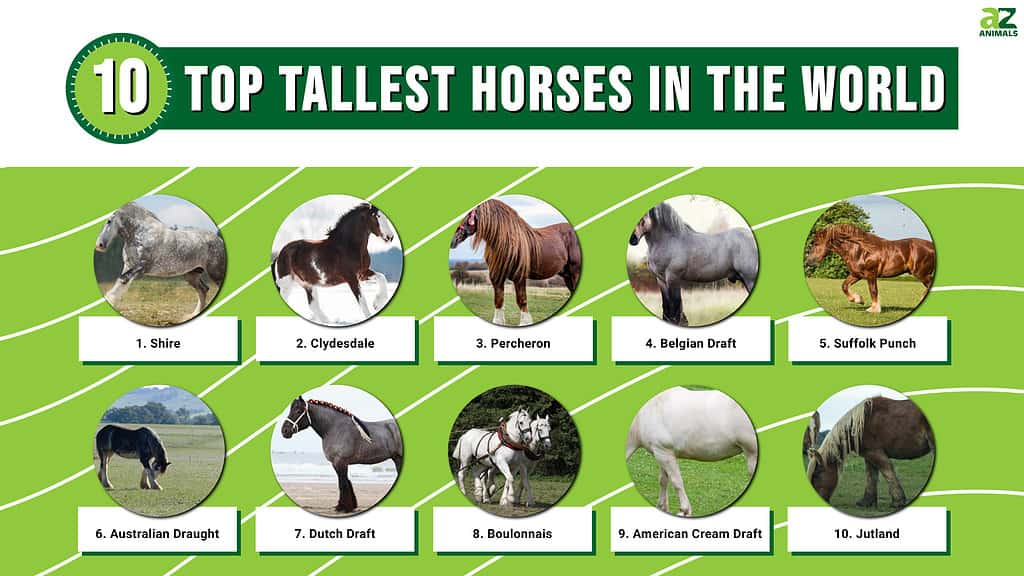 tallest horse ever recorded