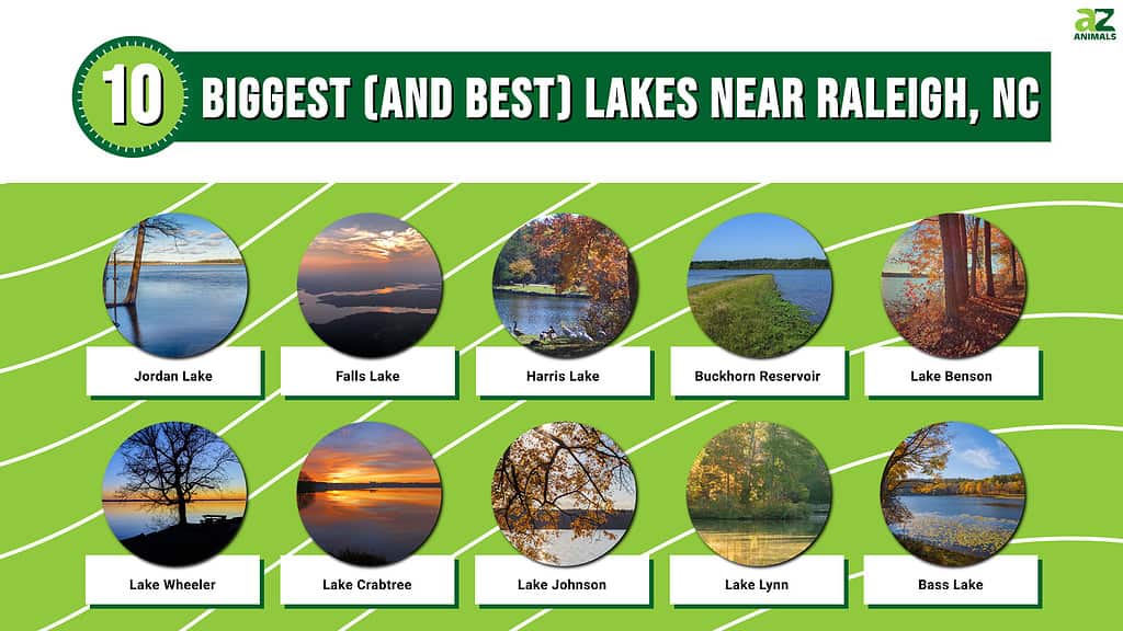 Infographic of the 10 Biggest (and Best) Lakes Near Raleigh, North Carolina
