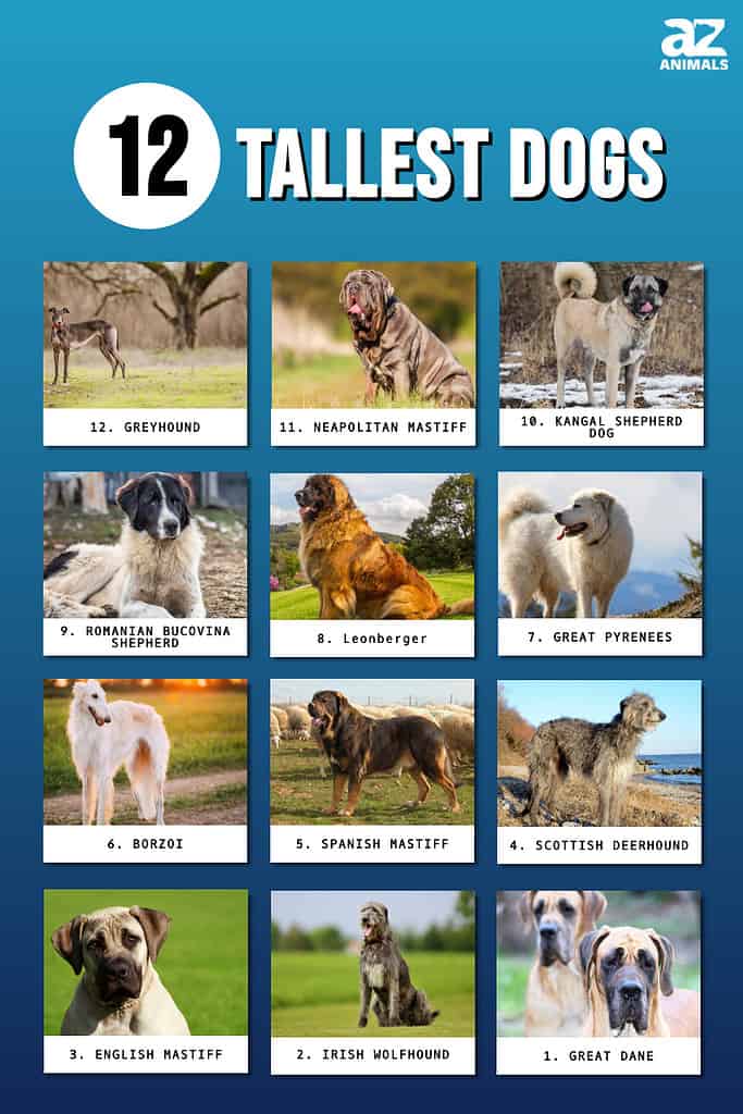 Infographic showing the twelve tallest dogs in the world.