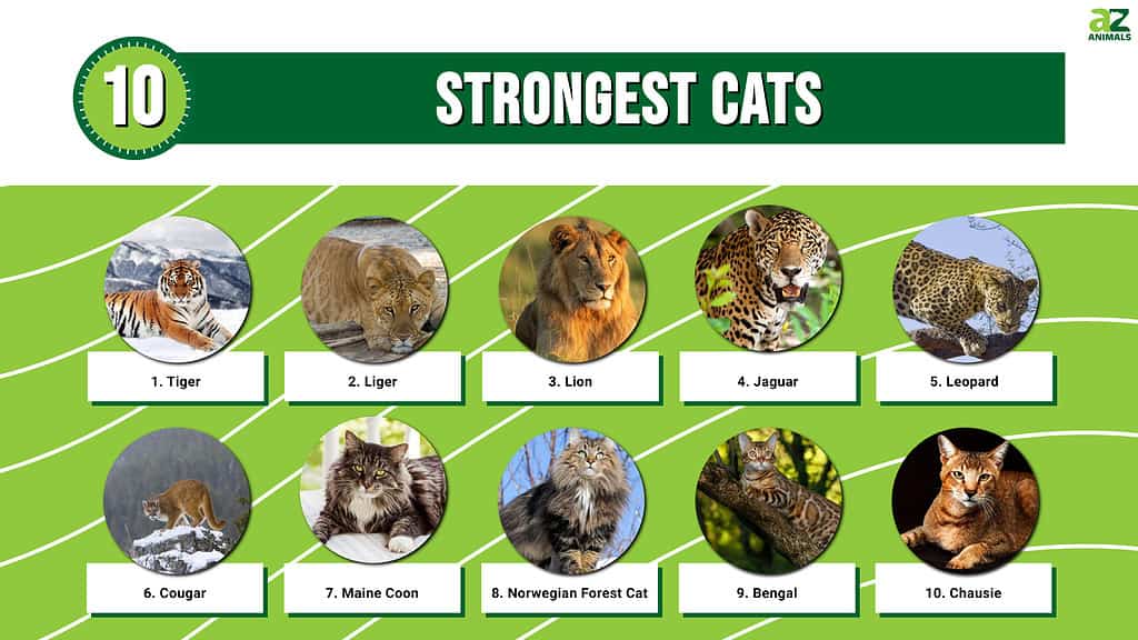 What is the second strongest cat?