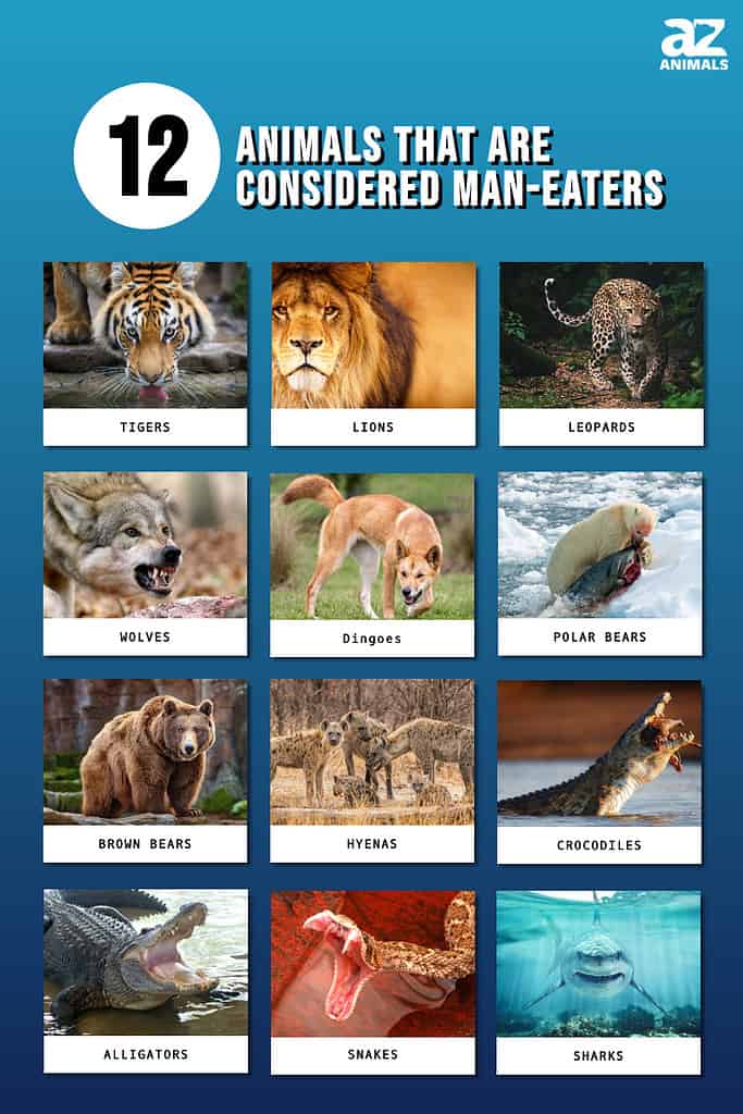 Infographic showing twelve animals that are considered man-eaters.
