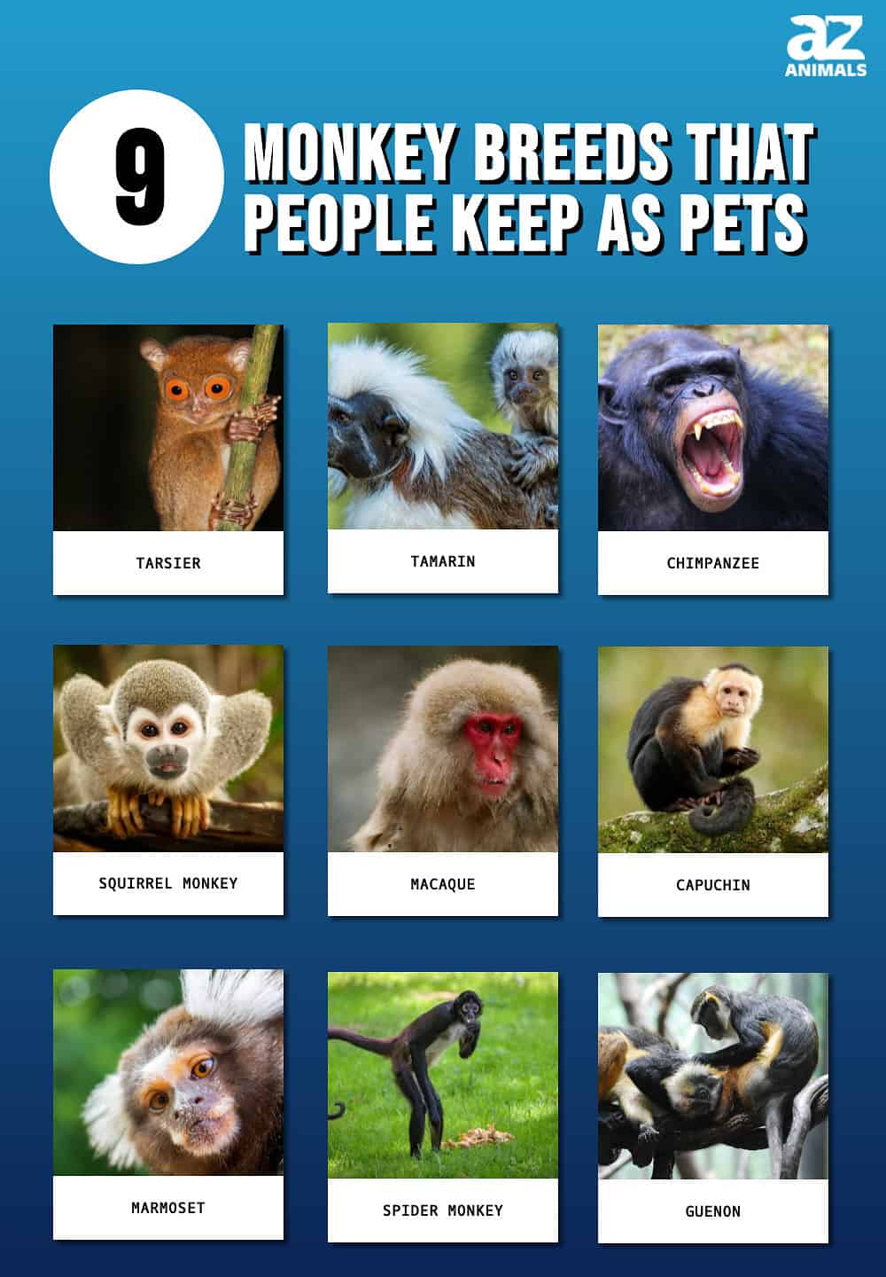 ingesteld speelgoed bagage 9 Monkey Breeds That People Keep as Pets - AZ Animals