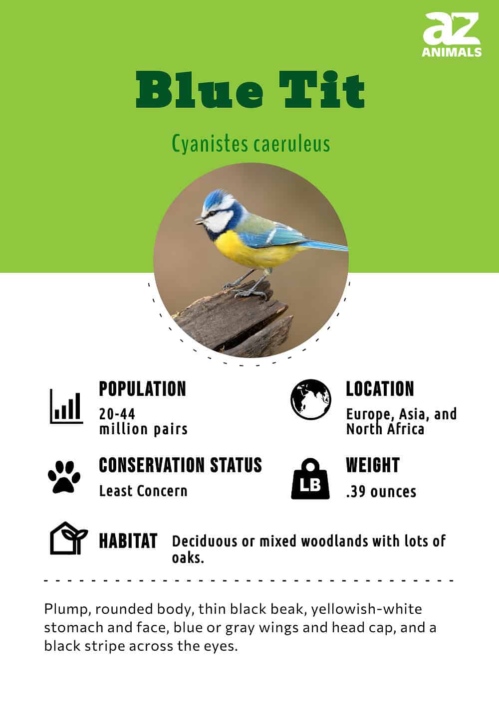 Blue Tit Bird Facts  Cyanistes caeruleus - A-Z Animals