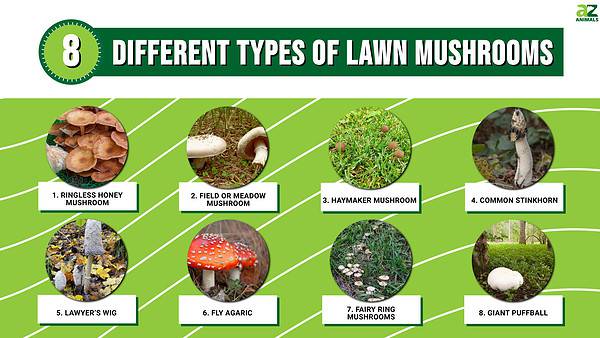 Safety Of Eating Certain Kinds Of Backyard Grass photo